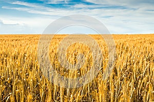 Green wheat field in Barossa