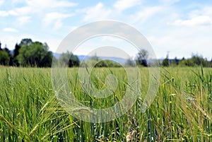 Green Wheat field below Blue Skies