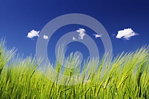 Green wheat field and blue sky