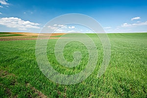 Green wheat field and blue sky