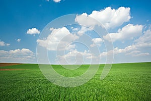 Green wheat field and blue sky