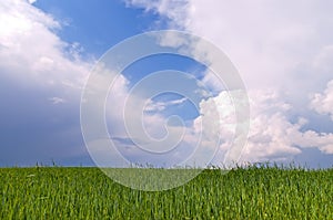 Green wheat field and blue sky