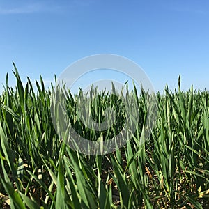 Green Wheat Field And Blue Sky