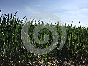 Green Wheat Field And Blue Sky