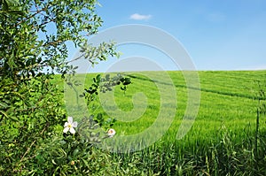 Green wheat field and blue sky