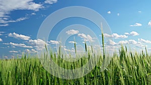 Green wheat field on blue sky background