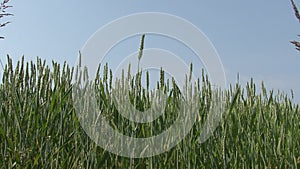 Green wheat field, blue sky background.