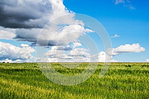 Green wheat field and blue sky with clouds, winter wheat. Landscape of Russia, Zaraysk city