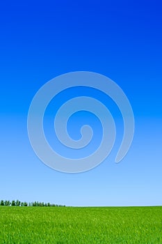 Green Wheat Field and Blue Sky. Landscape Background