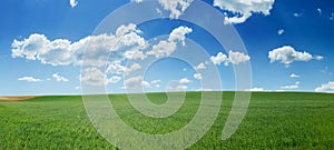 Green wheat field and blue sky panorama