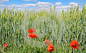 Green wheat field, blue sky and scarlet poppy flowers