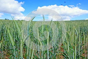 Green wheat field and blue sky. photo