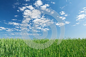 Green wheat field blue sky
