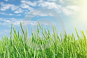 Green wheat field blue sky