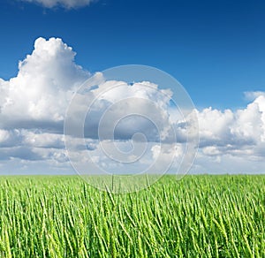 Green wheat field blue sky