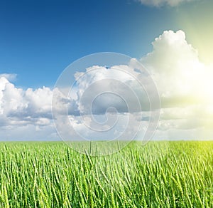 Green wheat field blue sky