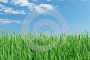 Green wheat field blue sky
