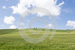 Green wheat field,blue sky and white clouds