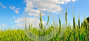 Green wheat field and blue sky. Wide photo