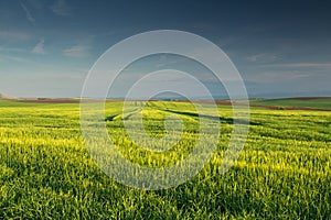 Green wheat field with blues sky and clouds