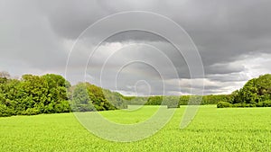 Green wheat field in bright sunlight, cloudy sky