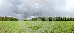 Green wheat field in bright sunlight, cloudy sky