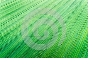 Green wheat field with center irrigation system track