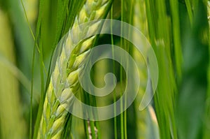 Green wheat in the field