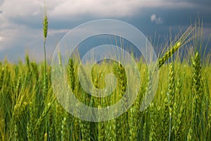 Green Wheat Field close-up and Stormy Cloudy Sky. Composition of Nature