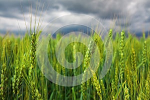 Green Wheat Field close-up and Stormy Cloudy Sky. Composition of Nature
