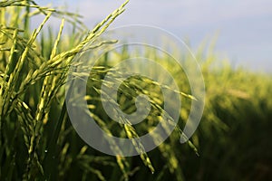 Green wheat field. Closeup of young green paddy background. Rice field backgrounds