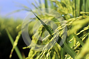 Green wheat field. Closeup of young green paddy background. Rice field backgrounds with morning dew drop photo