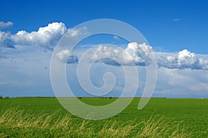 Green wheat field and clouds