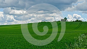 Green wheat field