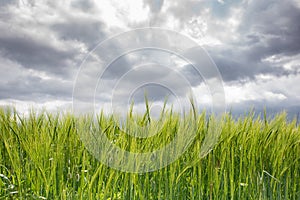 Green wheat field with cloudy sky