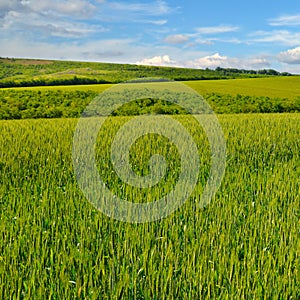 Green wheat field and cloudy sky