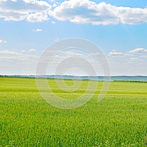 Green wheat field and cloudy sky