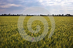 Green wheat field and cloudy sky