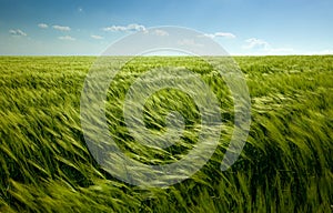 Verde grano un nuvoloso il cielo 