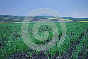 Green wheat field and cloudy sky, space for text