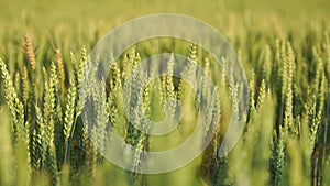 Green wheat field in countryside, close up. Field of wheat blowing in the wind at sunny spring day. Young and green