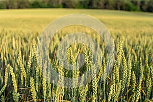 Green wheat field in countryside, close up. Field of wheat blowing in the wind at sunny spring day. Young and green