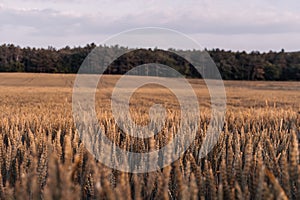 Green wheat field in countryside, close up. Field of wheat blowing in the wind at sunny spring day. Young and green