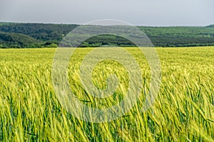 Green wheat field in countryside, close up. Field of wheat blowing in the wind at sunny spring day. Young and green Spikelets.