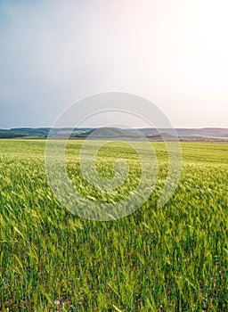 Green wheat field in countryside, close up. Field of wheat blowing in the wind at sunny spring day. Young and green Spikelets.