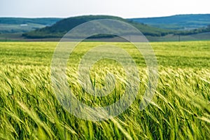 Green wheat field in countryside, close up. Field of wheat blowing in the wind at sunny spring day. Young and green Spikelets.