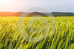 Green wheat field in countryside, close up. Field of wheat blowing in the wind at sunny spring day. Young and green Spikelets.