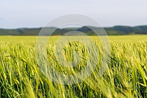 Green wheat field in countryside, close up. Field of wheat blowing in the wind at sunny spring day. Young and green Spikelets.