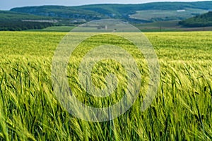 Green wheat field in countryside, close up. Field of wheat blowing in the wind at sunny spring day. Young and green Spikelets.