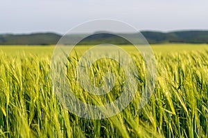 Green wheat field in countryside, close up. Field of wheat blowing in the wind at sunny spring day. Young and green Spikelets.